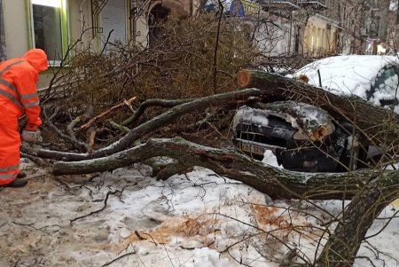 За время непогоды в Одессе упало почти 500 деревьев и крупных веток (фото)