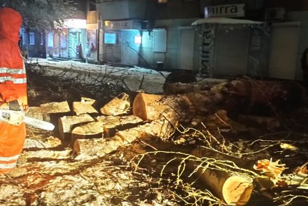 За время непогоды в Одессе упало почти 500 деревьев и крупных веток (фото)