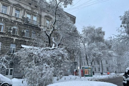 Коммунальщики за сутки совершили более ста выездов по упавшим деревьям: мэр Одессы просит горожан набраться терпения