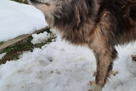Одесские зоозащитники спасли в Тарутино собаку, которую хозяева оставили на цепи без еды и воды (фото, видео)