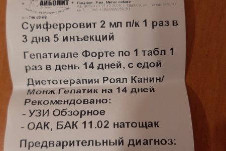 Одесские зоозащитники спасли в Тарутино собаку, которую хозяева оставили на цепи без еды и воды (фото, видео)