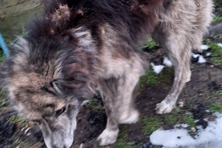 Одесские зоозащитники спасли в Тарутино собаку, которую хозяева оставили на цепи без еды и воды (фото, видео)