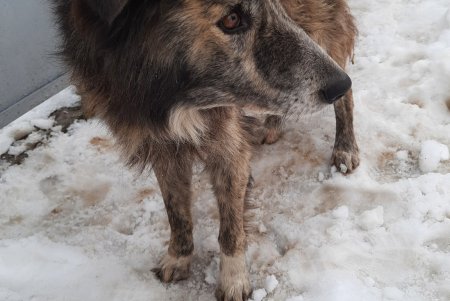 Одесские зоозащитники спасли в Тарутино собаку, которую хозяева оставили на цепи без еды и воды (фото, видео)