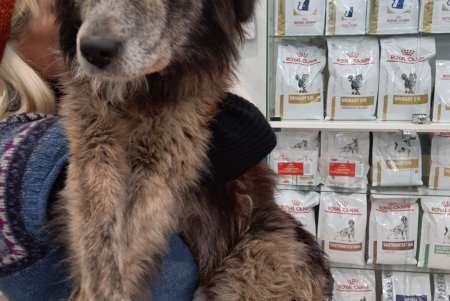 Одесские зоозащитники спасли в Тарутино собаку, которую хозяева оставили на цепи без еды и воды (фото, видео)