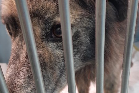 Одесские зоозащитники спасли в Тарутино собаку, которую хозяева оставили на цепи без еды и воды (фото, видео)