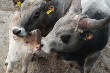В одесском зоопарке выбрали «Пару года-2021»: победили медведи Поляна и Бумер (фото)