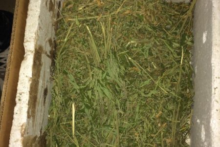 Наркотики и оружие нашли во время обысков в домах трех жителей Болградского района (фото)