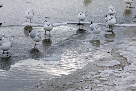 Прогулка по зимней Аркадии (фоторепортаж)