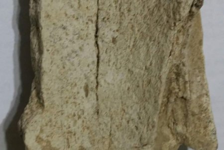 На берегу Алибейского лимана найдены кости огромного доисторического животного (фото)