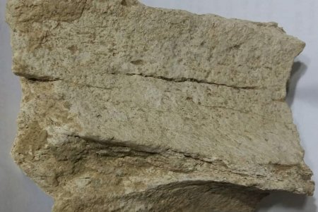 На берегу Алибейского лимана найдены кости огромного доисторического животного (фото)