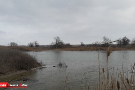 На незамерзающей части Тилигульского лимана зимует стая лебедей
