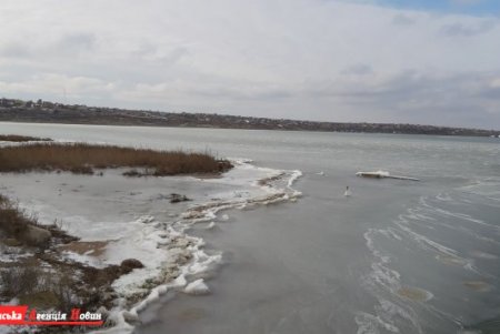 На незамерзающей части Тилигульского лимана зимует стая лебедей
