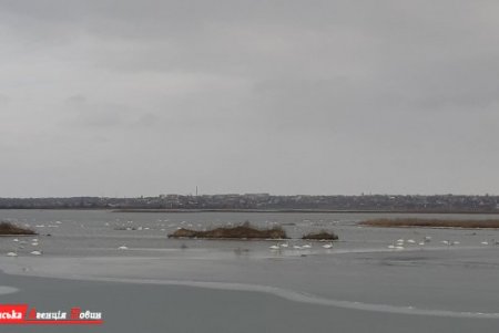 На незамерзающей части Тилигульского лимана зимует стая лебедей