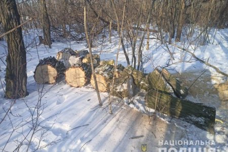 В Подольском районе жители занимались незаконной вырубкой и перевозкой леса: по всем фактам ведутся расследования (фото)