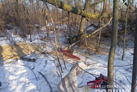 В Подольском районе жители занимались незаконной вырубкой и перевозкой леса: по всем фактам ведутся расследования (фото)