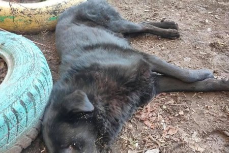 На Инглези собака выпала с балкона третьего этажа: в теле животного обнаружили пулю от пневматического оружия (фото, видео)