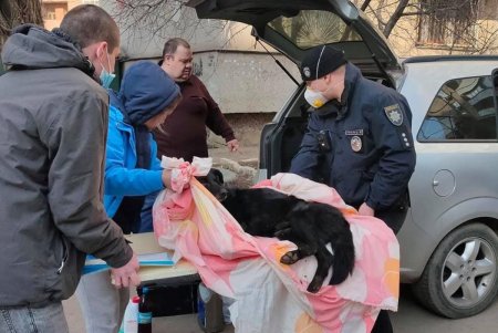 На Инглези собака выпала с балкона третьего этажа: в теле животного обнаружили пулю от пневматического оружия (фото, видео)