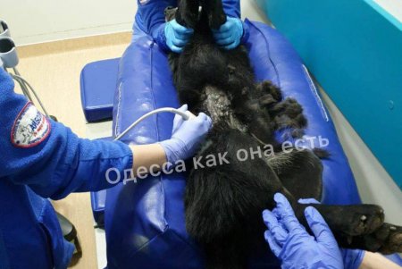 На Инглези собака выпала с балкона третьего этажа: в теле животного обнаружили пулю от пневматического оружия (фото, видео)
