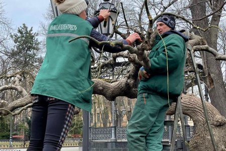 Озеленители проводят формовочную обрезку более 300 деревьев в парках и на площадях (фото)