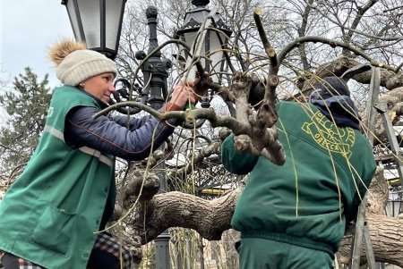 Озеленители проводят формовочную обрезку более 300 деревьев в парках и на площадях (фото)