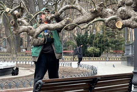 Озеленители проводят формовочную обрезку более 300 деревьев в парках и на площадях (фото)