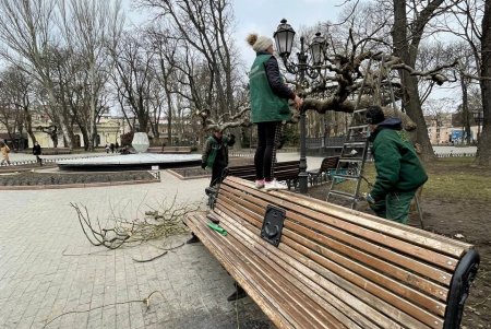 Озеленители проводят формовочную обрезку более 300 деревьев в парках и на площадях (фото)