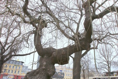 Сквер имени Пушкина – самый труднодоступный в городе (фоторепортаж)