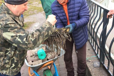 Пруды парка Победы украшают водными цветами (фото)