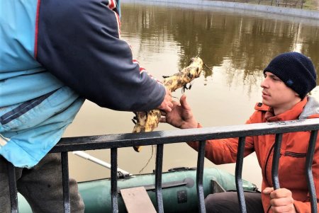 Пруды парка Победы украшают водными цветами (фото)