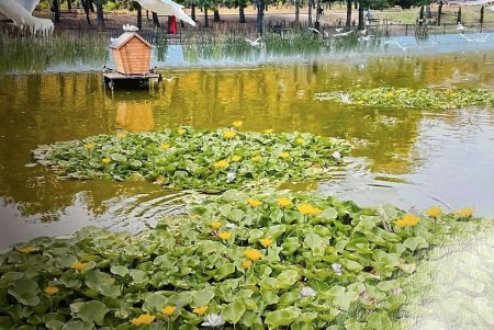 Пруды парка Победы украшают водными цветами (фото)