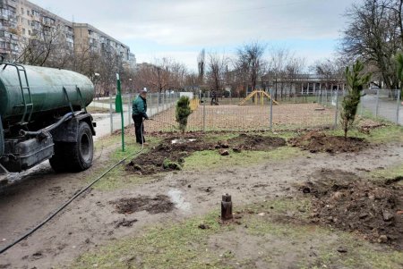 На Крымском бульваре высаживают молодые сосны (фото)