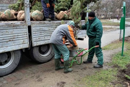 На Крымском бульваре высаживают молодые сосны (фото)