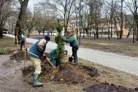 На Крымском бульваре высаживают молодые сосны (фото)
