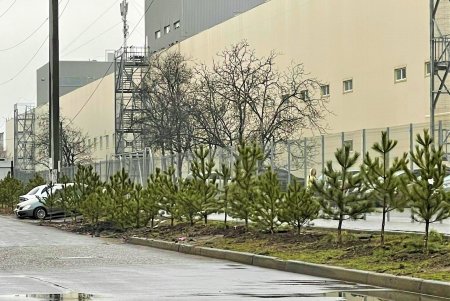 На Крымском бульваре высаживают молодые сосны (фото)