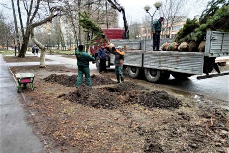 На Крымском бульваре высаживают молодые сосны (фото)
