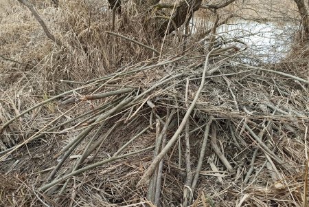 В Дунайском заповеднике на фотоловушку «поймали» бобра (фото)