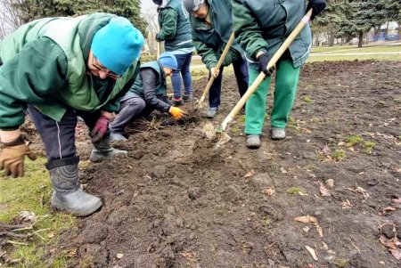 Озеленители высаживают розы: на городских клумбах появится почти 90 тысяч новых кустов (фото)