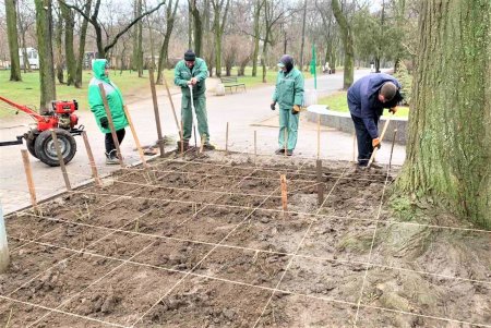 Озеленители высаживают розы: на городских клумбах появится почти 90 тысяч новых кустов (фото)