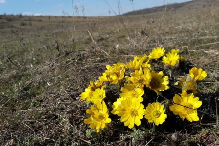 В парке «Тилигульский» распустили лепестки краснокнижные первоцветы (фото)