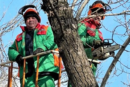 В Киевском районе коммунальщики обрезают деревья и сухие ветки