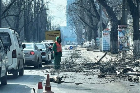 В Киевском районе коммунальщики обрезают деревья и сухие ветки