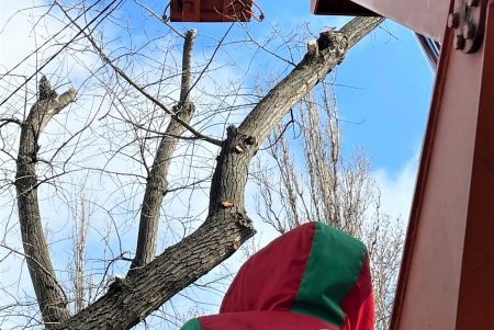 В Киевском районе коммунальщики обрезают деревья и сухие ветки