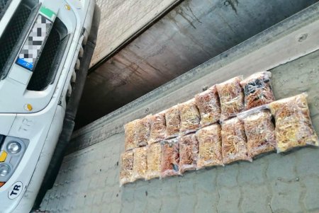 Служебный пес обнаружили в порту Черноморска почти 10 кг контрабандного янтаря (фото, видео)