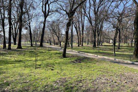 В Дюковском парке благоустроят центральную аллею и очистят еще один пруд (фото, видео)