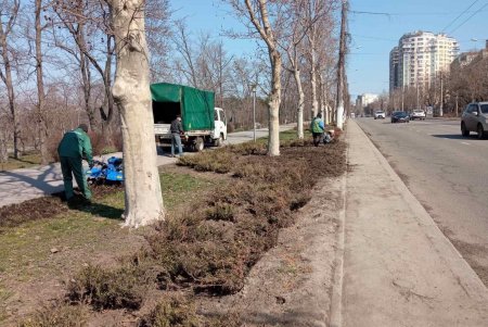 На двух площадях в центре города озеленители уложили рулонные газоны