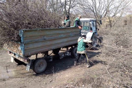 На двух площадях в центре города озеленители уложили рулонные газоны