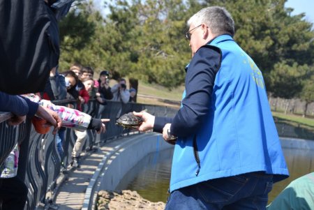 В пруды парка Победы вернули с зимовки более 30 черепах и лебедя (фото)