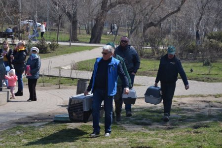 В пруды парка Победы вернули с зимовки более 30 черепах и лебедя (фото)