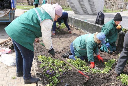 Маргаритки, виолы, незабудки: озеленители высаживают весенние композиции цветов на городских клумбах (фоторепортаж)