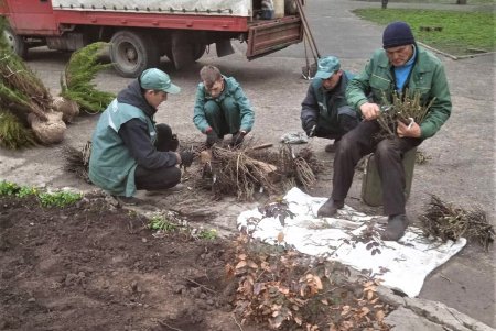 Цветочный узор у «Крыльев Победы» и на Аллее Славы: озеленители высадили в городе около 80 тысяч весенников (фото)